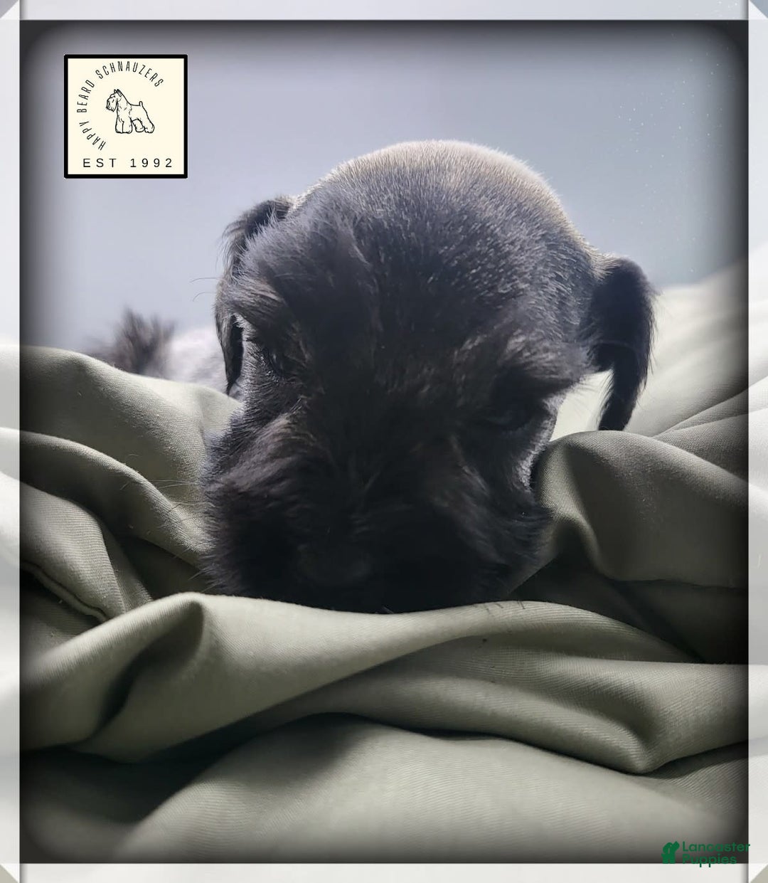 Miniature Schnauzer dogs for sale: Walter - Image 11
