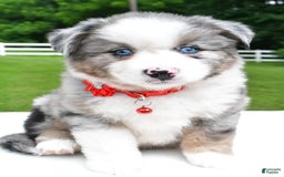 Miniature Australian Shepherd dogs for sale: Jessica - Image 1