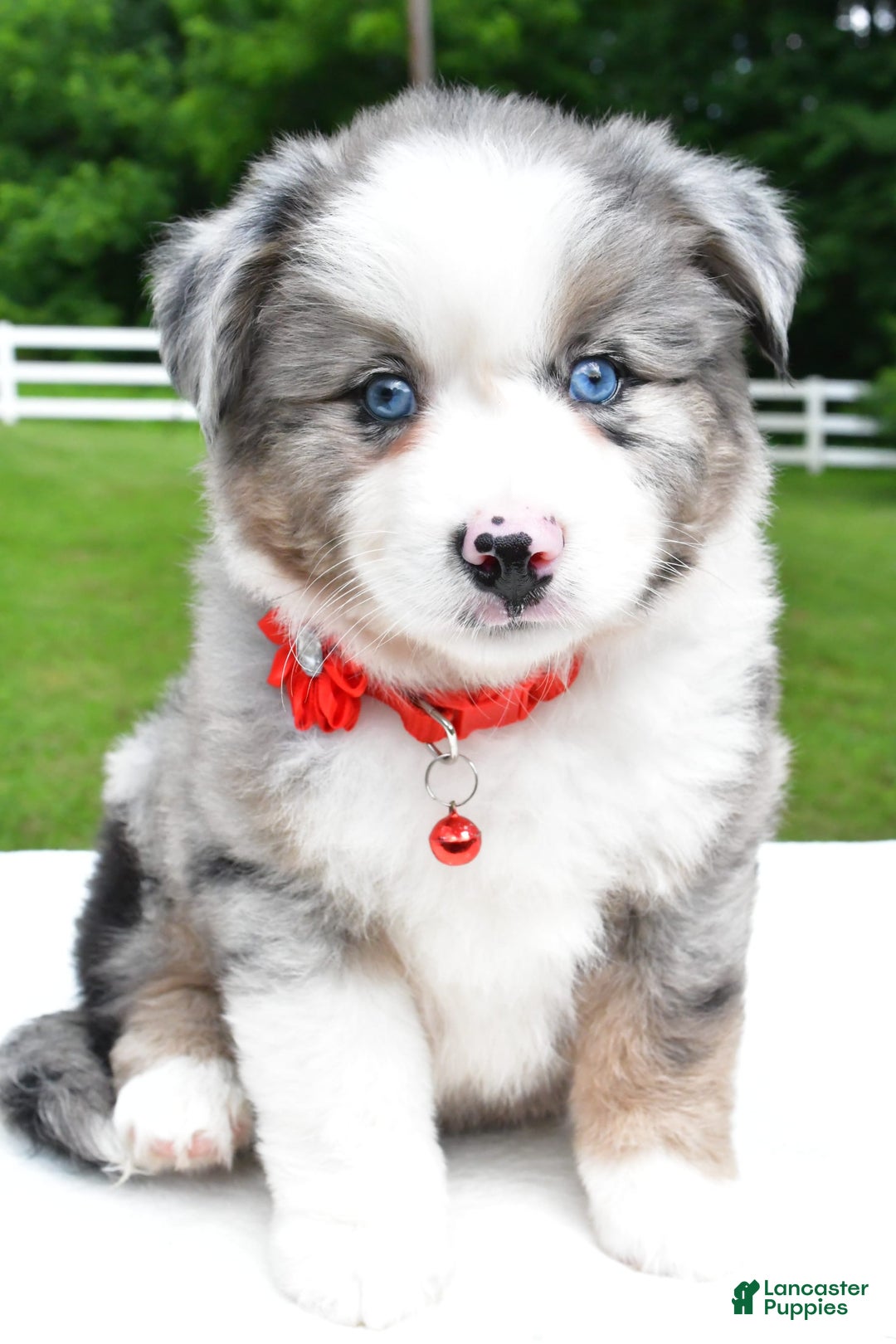 Miniature Australian Shepherd dogs for sale: Jessica - Image 1