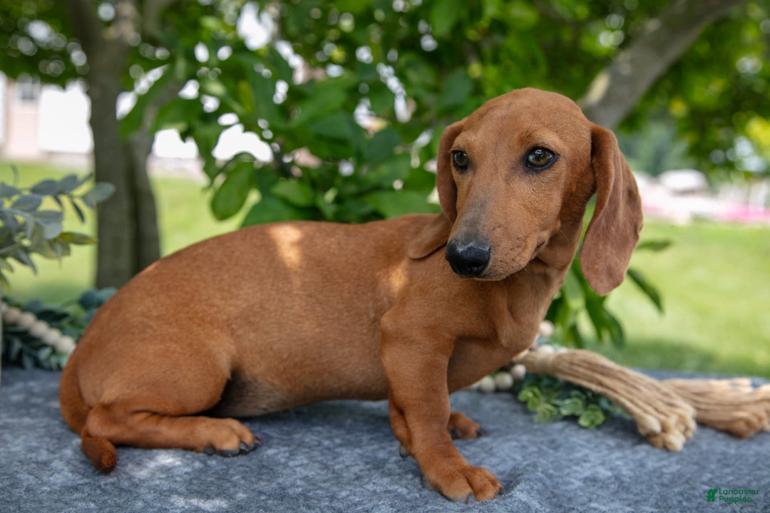 Miniature Dachshund dogs for sale: Fawn - Image 6