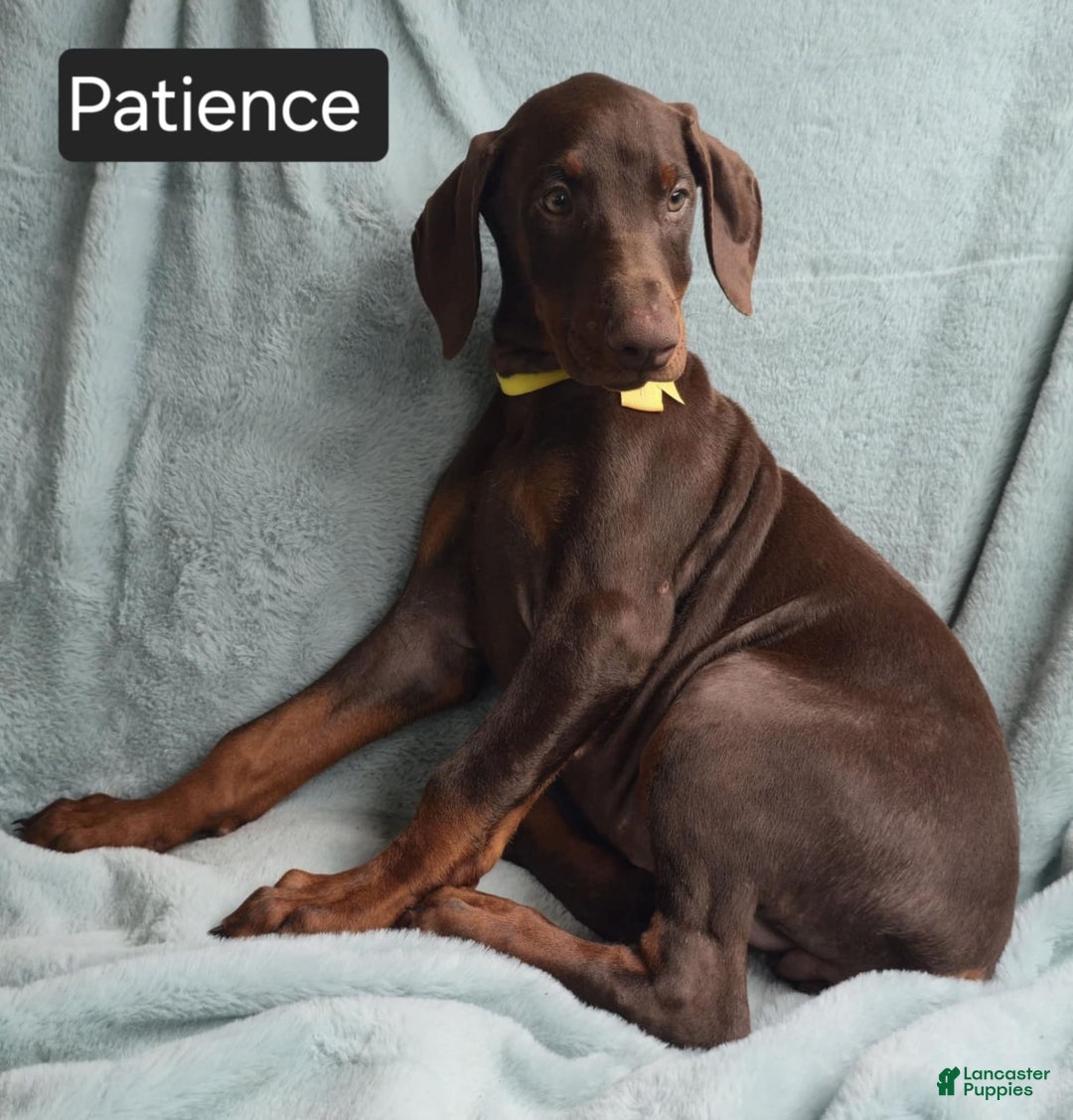 Doberman Pinscher dogs for sale: Patience - Image 3