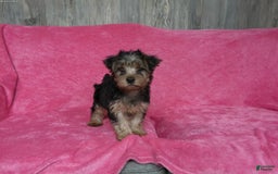 Yorkshire Terrier dogs for sale: Tank - Image 11
