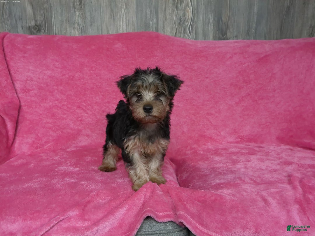 Yorkshire Terrier dogs for sale: Tank - Image 11