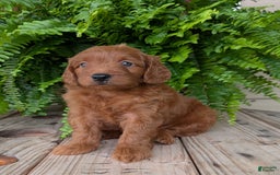 Mini Goldendoodle dogs for sale: Mini-logan - Image 5