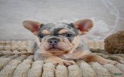 French Bulldog dogs for sale: River - Image 4