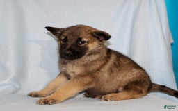 German Shepherd dogs for sale: Turbo - Image 2