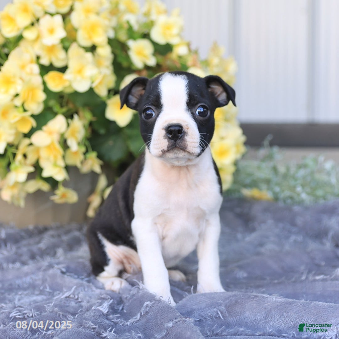 Boston Terrier dogs for sale: Heather - Image 4