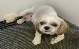 Shih Tzu dogs for sale: Aero - Image 9