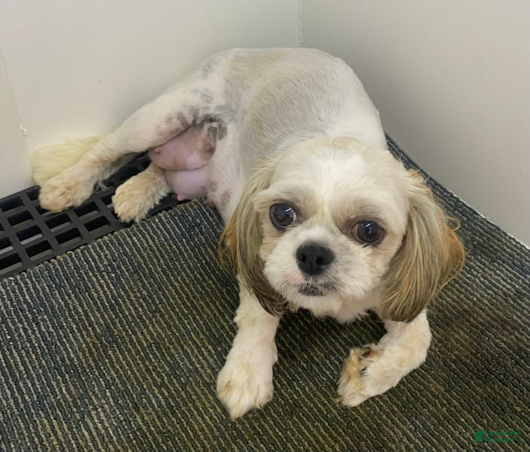 Shih Tzu dogs for sale: Aero - Image 9