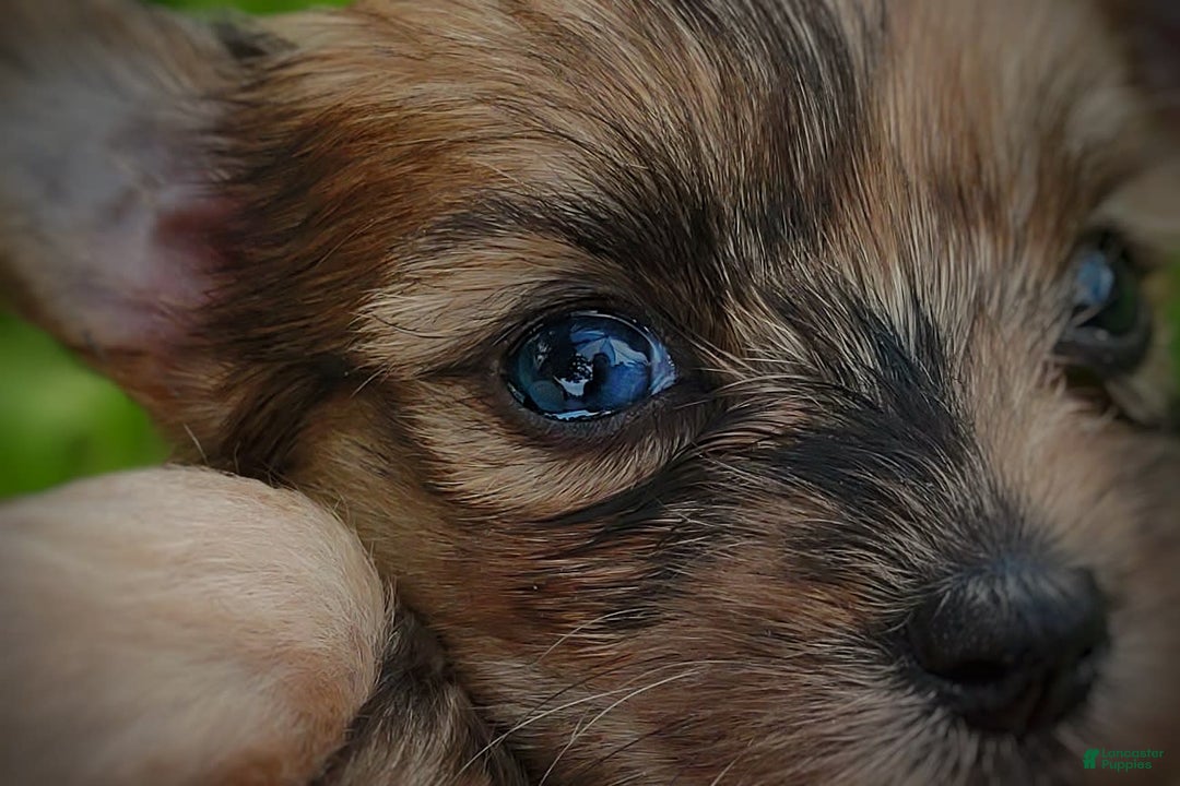 Morkie dogs for sale: Rare Gold Merle Beetle - Image 14