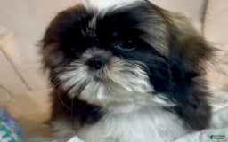 Shih Tzu dogs for sale: Teddy - Image 12