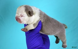 American Bully dogs for sale: Lilac/white Male - Image 4