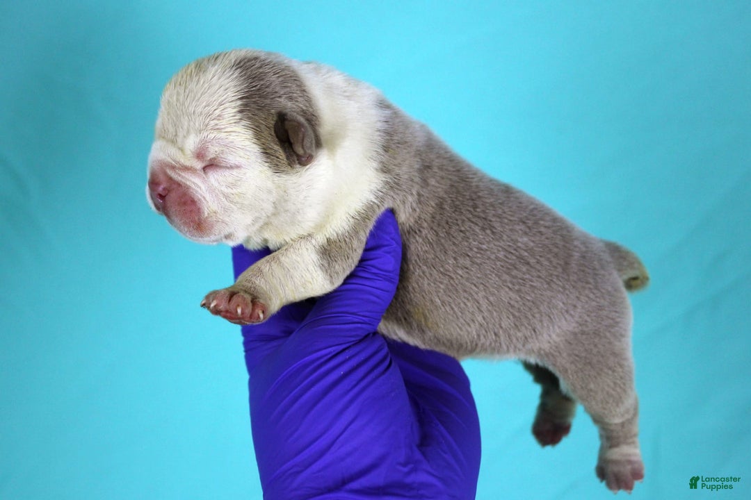 American Bully dogs for sale: Lilac/white Male - Image 4