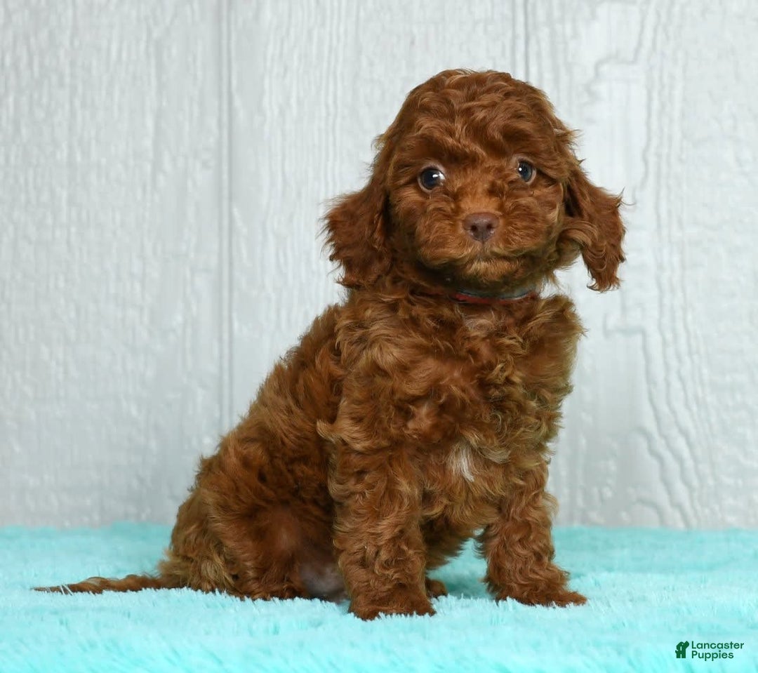 Cavapoo dogs for sale: Bobby - Image 6