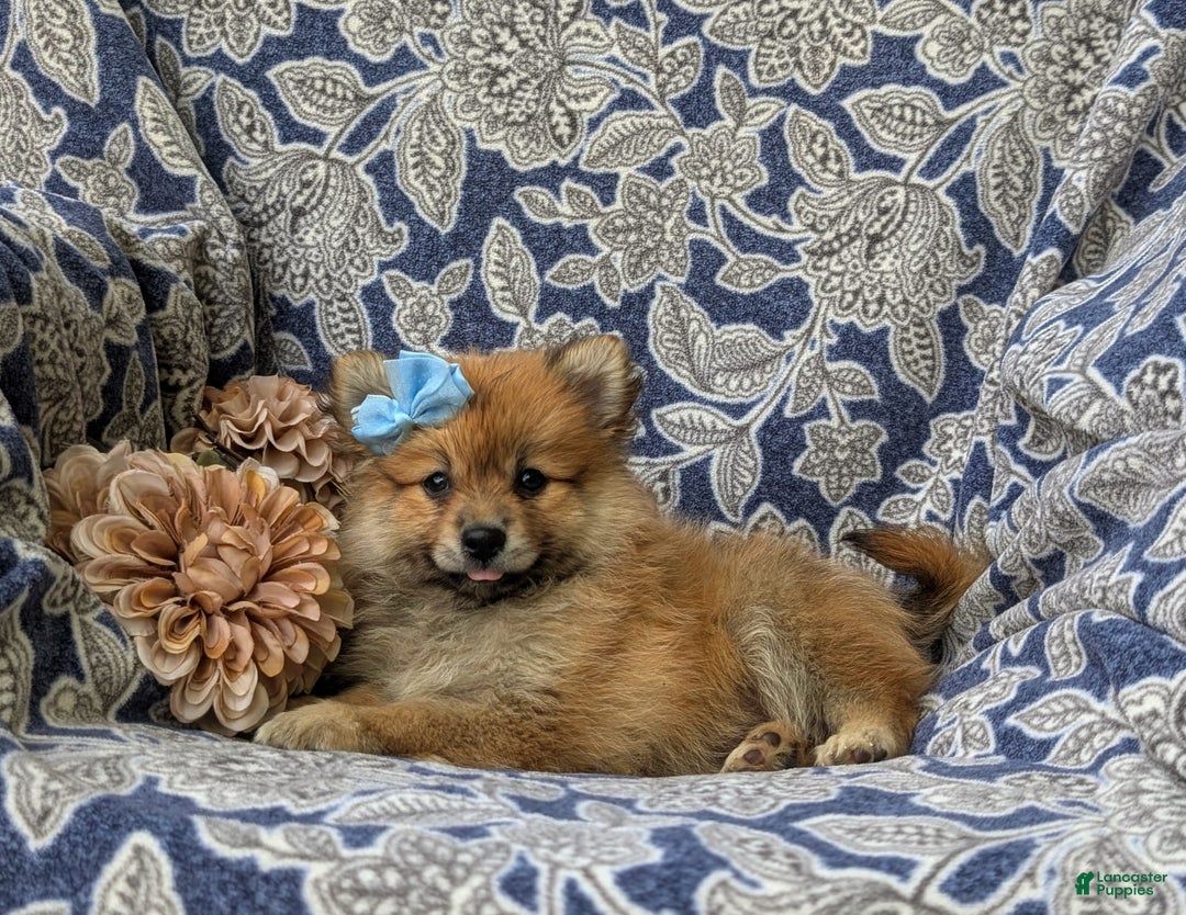 Pomeranian dogs for sale: Kelsea Genetic Testing 9 lbs full grown - Image 2