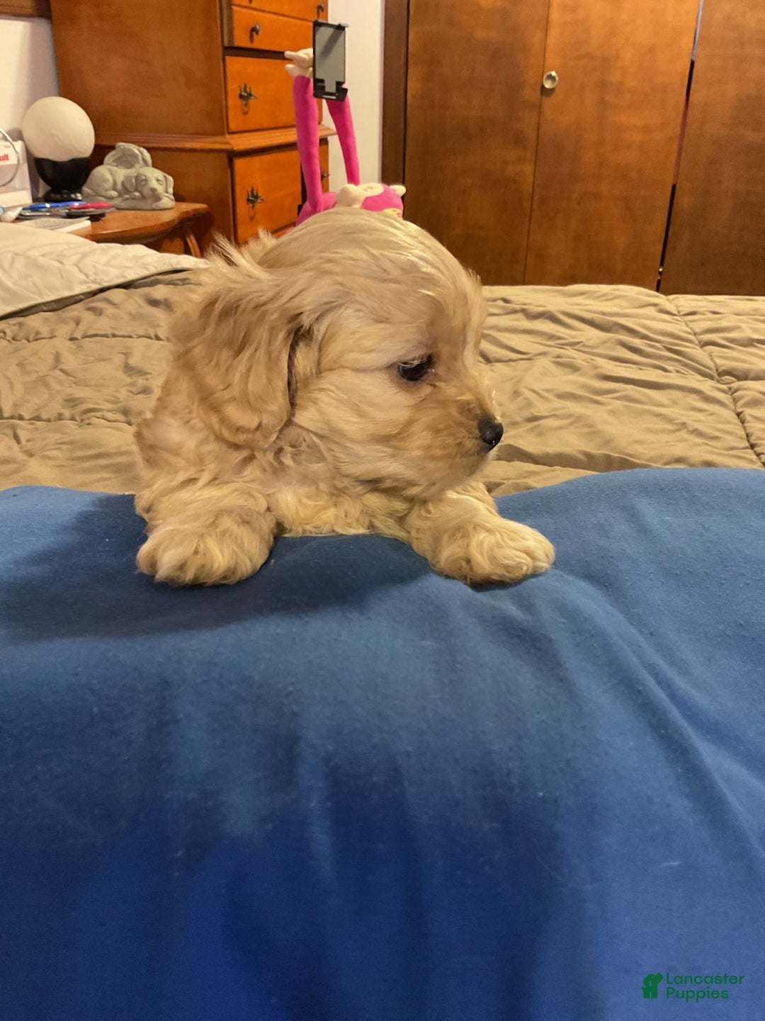 Cockapoo dogs for sale: Clyde - Image 2