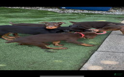 Doberman Pinscher dogs for sale: Jet Euro Championship Line Doberman - Image 3