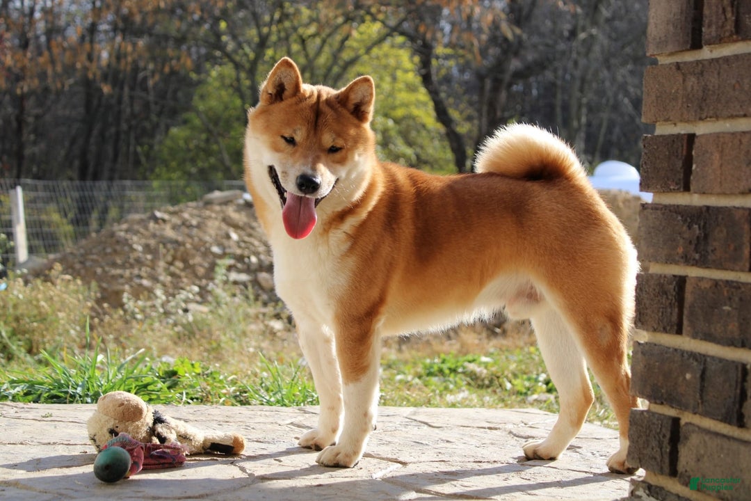 Shiba Inu dogs for sale: Tori - Image 10