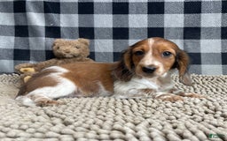 Miniature Dachshund dogs for sale: Kurt - Image 3