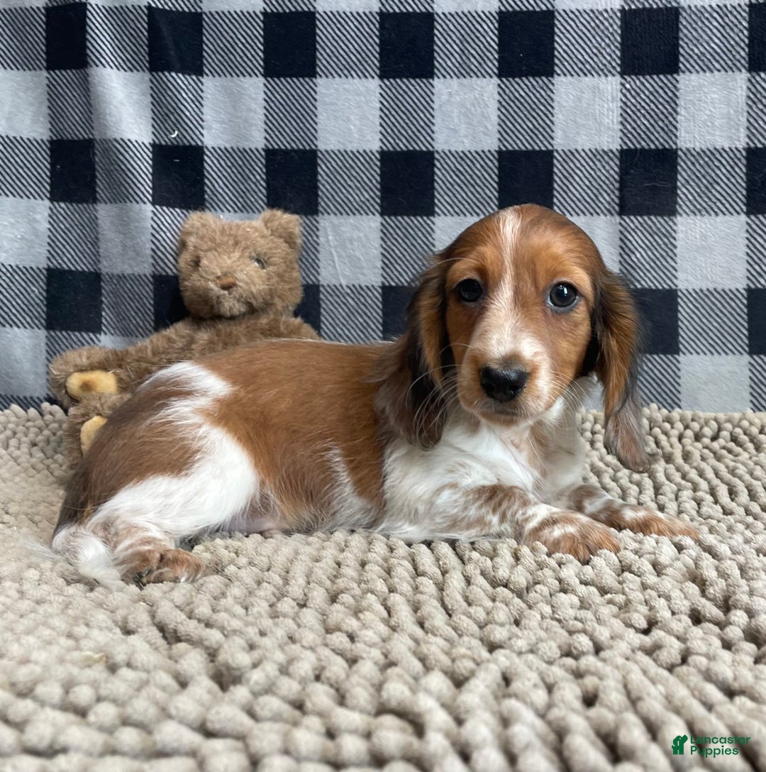 Miniature Dachshund dogs for sale: Kurt - Image 3
