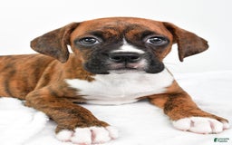 Boxer dogs for sale: Boxer 4 puppies - Image 2