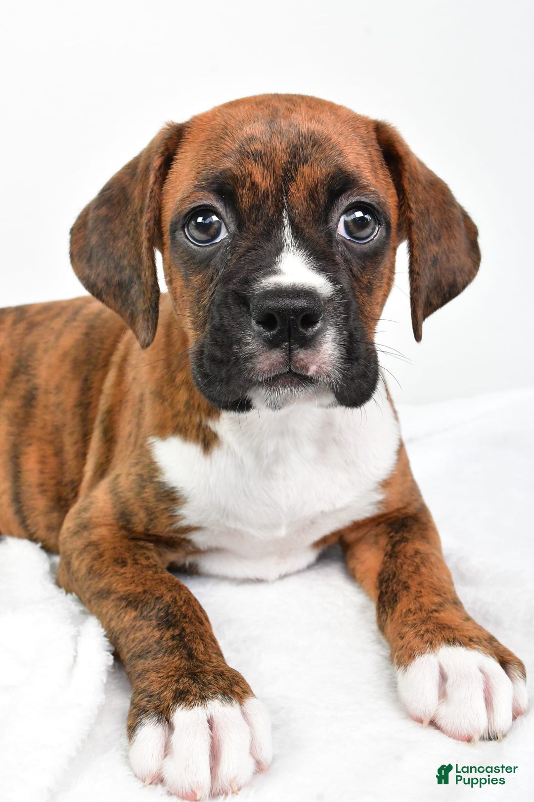 Boxer dogs for sale: Boxer 4 puppies - Image 2
