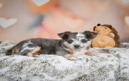 Chihuahua dogs for sale: Callie - Image 13