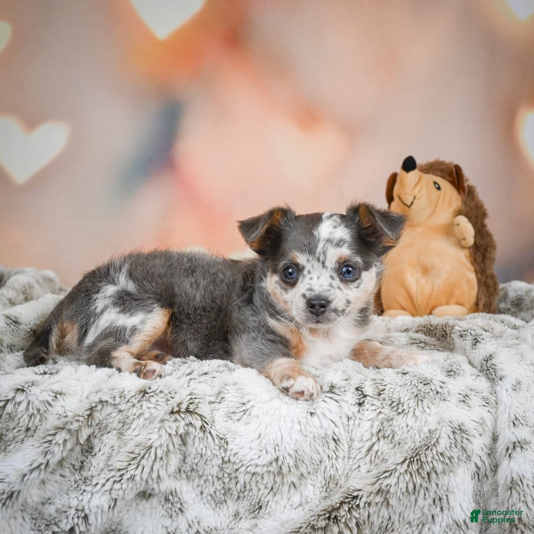 Chihuahua dogs for sale: Callie - Image 13