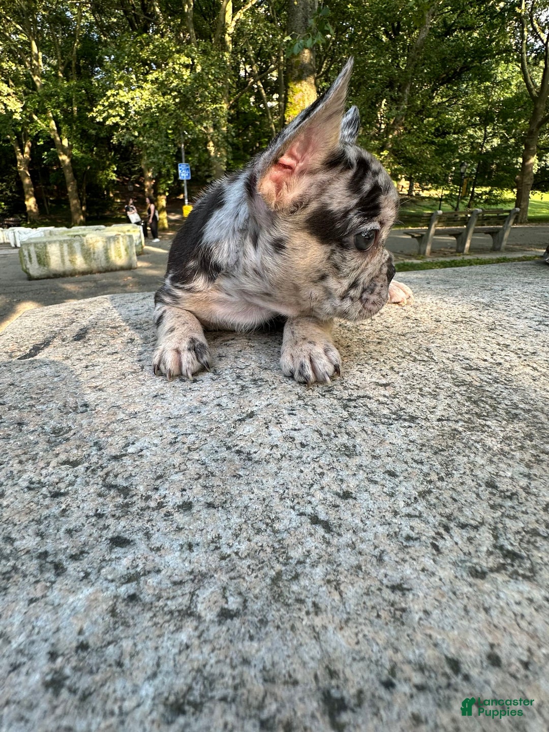 French Bulldog dogs for sale: Chloe🌸 - Image 3