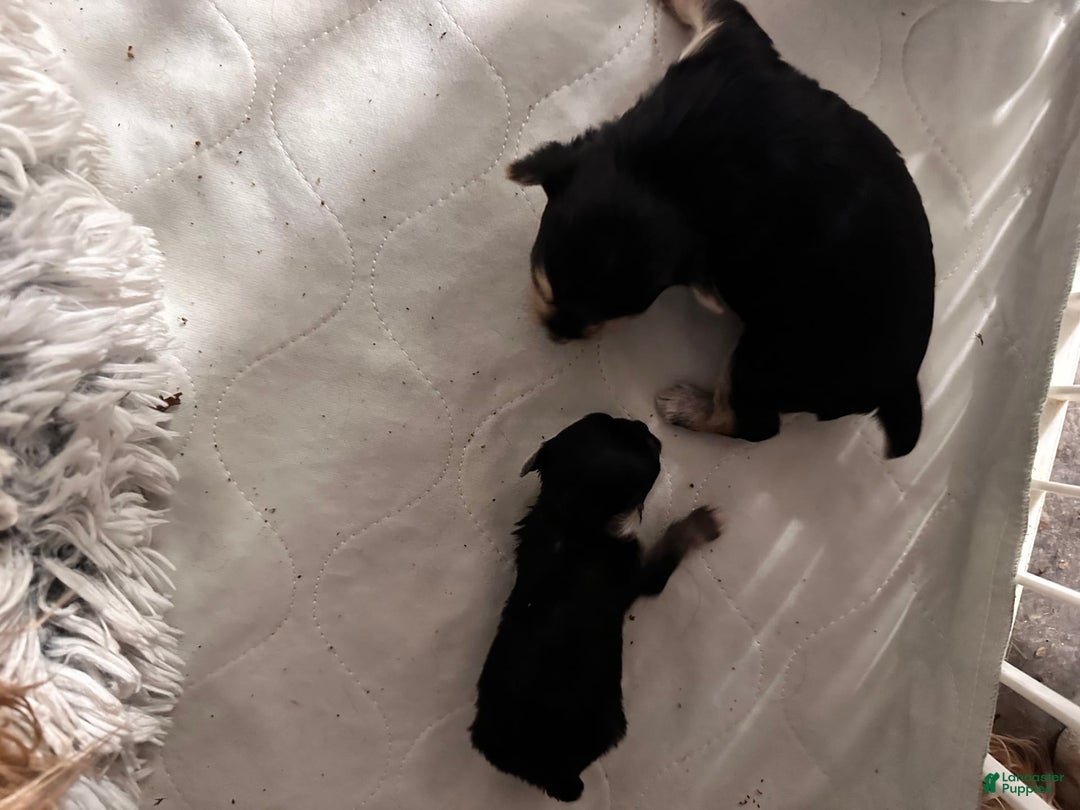 Yorkshire Terrier dogs for sale: Daisy - Image 3