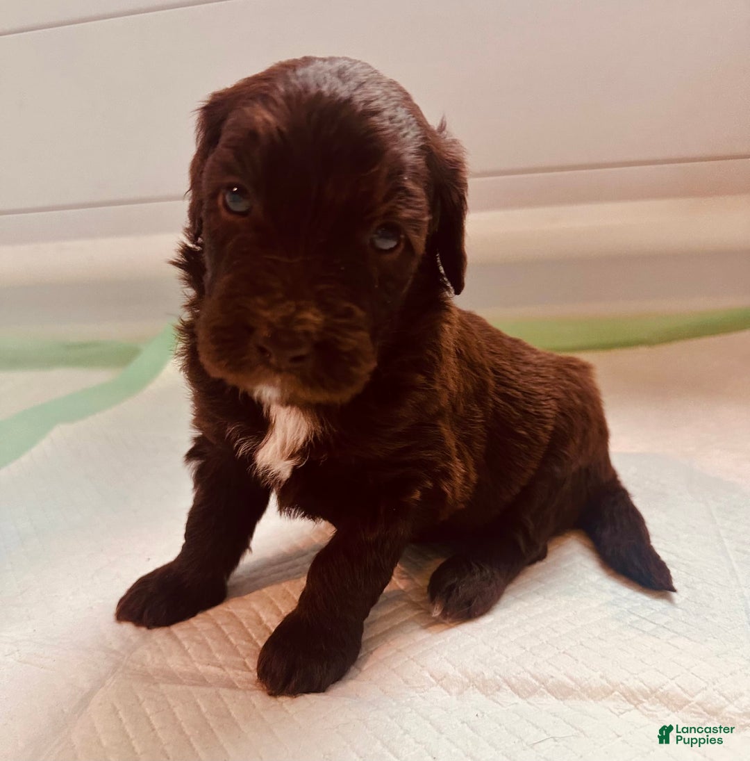 Aussiedoodle dogs for sale: Lola - Image 1