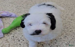  dogs for sale: Whitney - Image 2