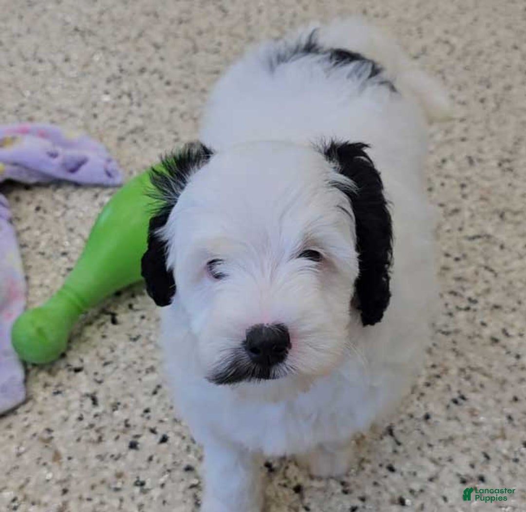  dogs for sale: Whitney - Image 2