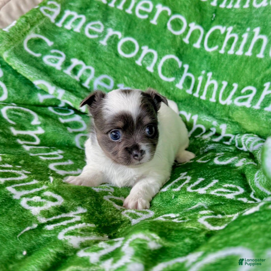 Chihuahua dogs for sale: Blue Sky Long Coat - Image 16