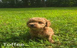Cavapoo dogs for sale: Toffee - Image 5