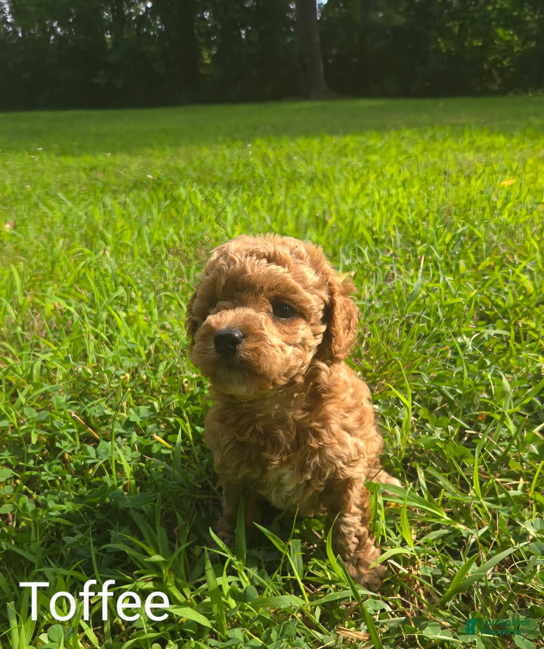 Cavapoo dogs for sale: Toffee - Image 5