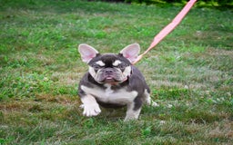 French Bulldog dogs for sale: Brooke - Image 9