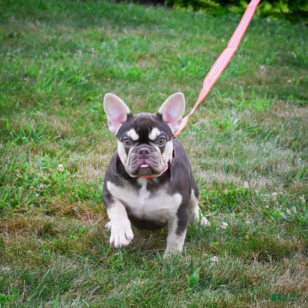 French Bulldog dogs for sale: Brooke - Image 9