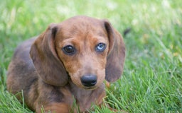 Dachshund dogs for sale: Bella - Image 13