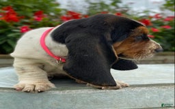 Basset Hound dogs for sale: Sally - Image 13