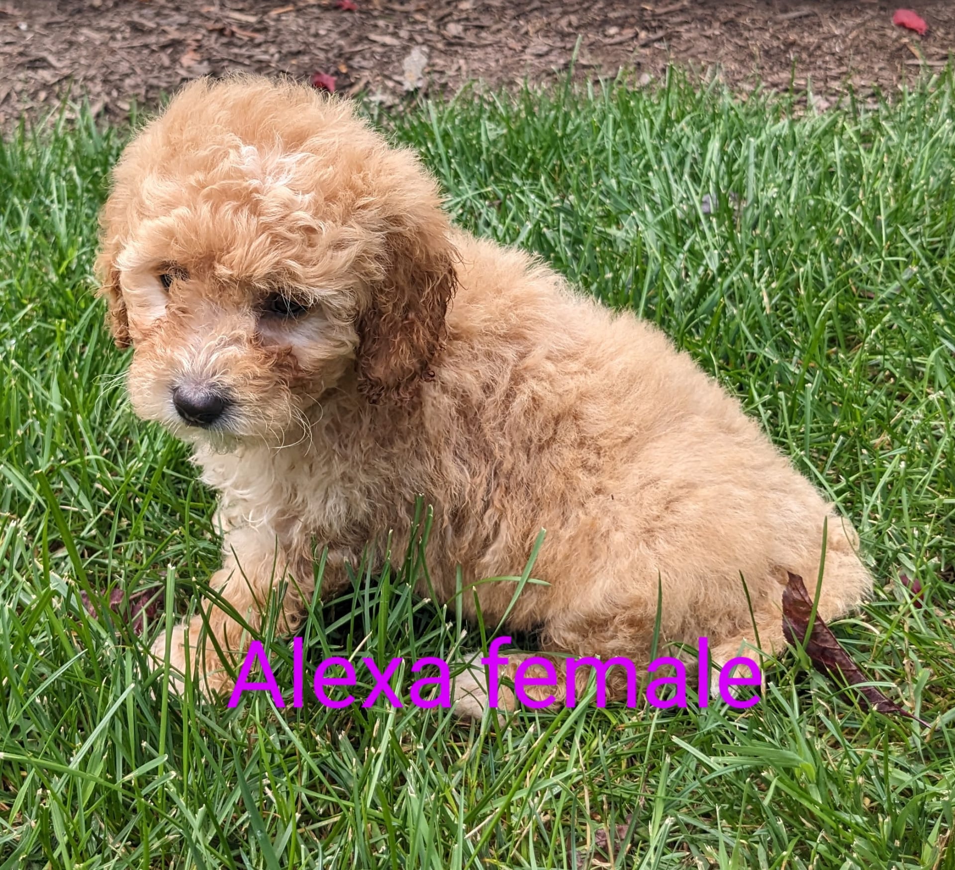 Mini Goldendoodle dogs for sale: Alexa - Image 7