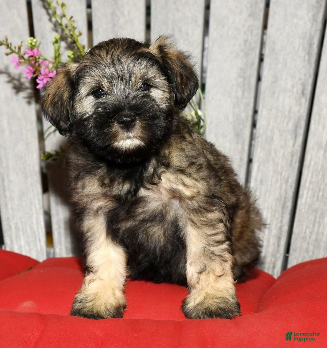 Miniature Schnauzer dogs for sale: Lilly - Image 2