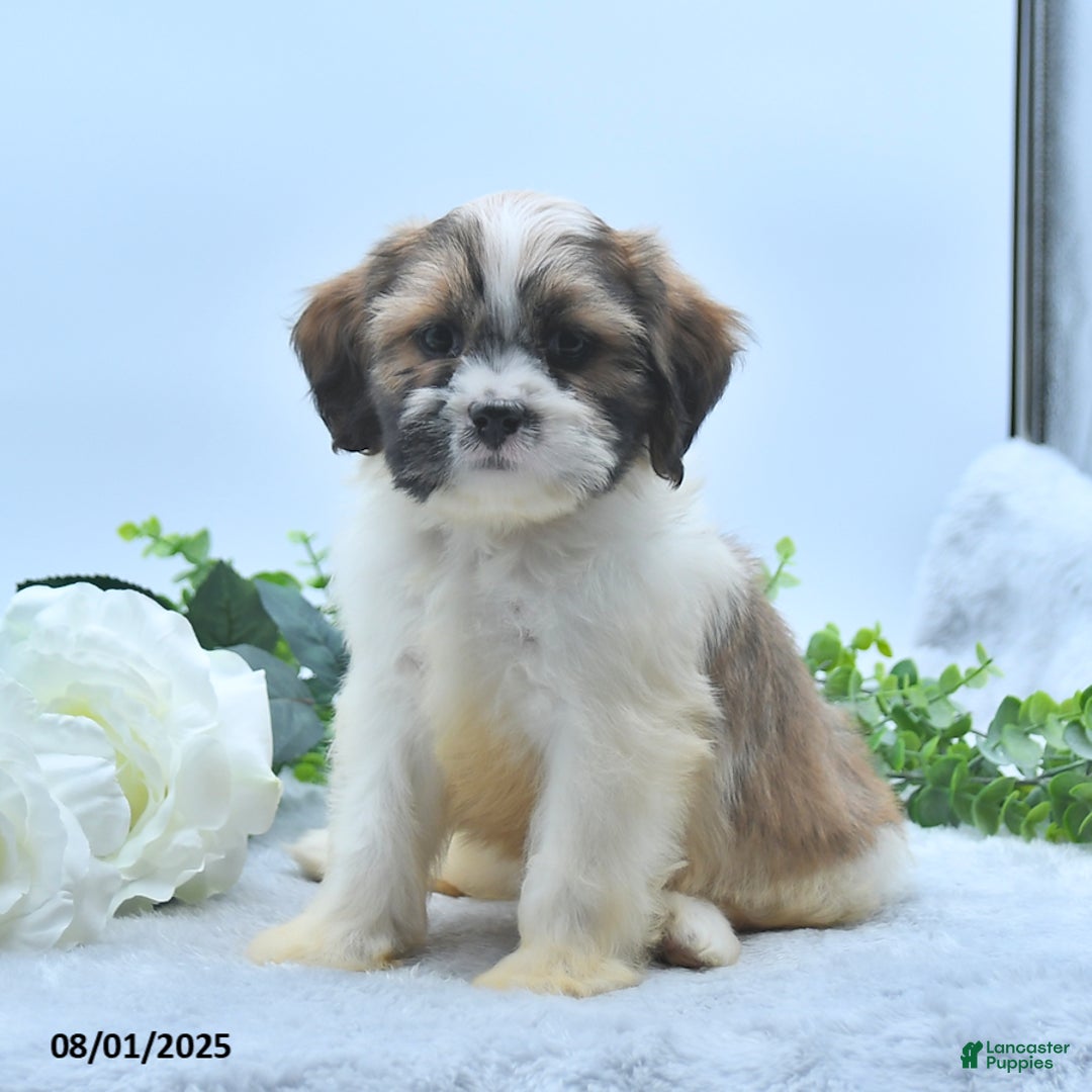 Shih Tzu dogs for sale: Nathaniel - Image 5