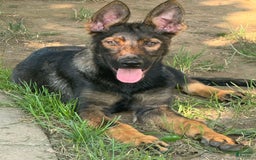 German Shepherd dogs for sale: Luna N Bella - Image 4