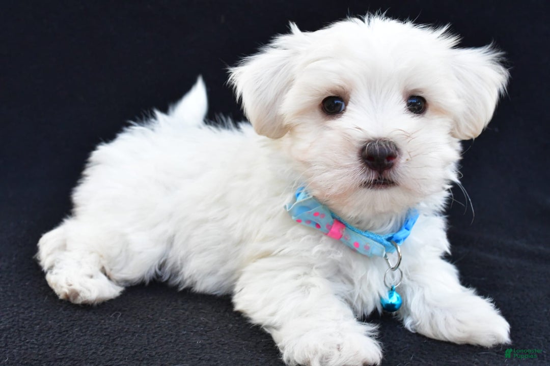 Maltese dogs for sale: Ashton - Image 7
