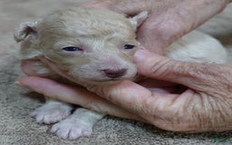 Toy Poodle dogs for sale: Nimmi Apricot - Image 4