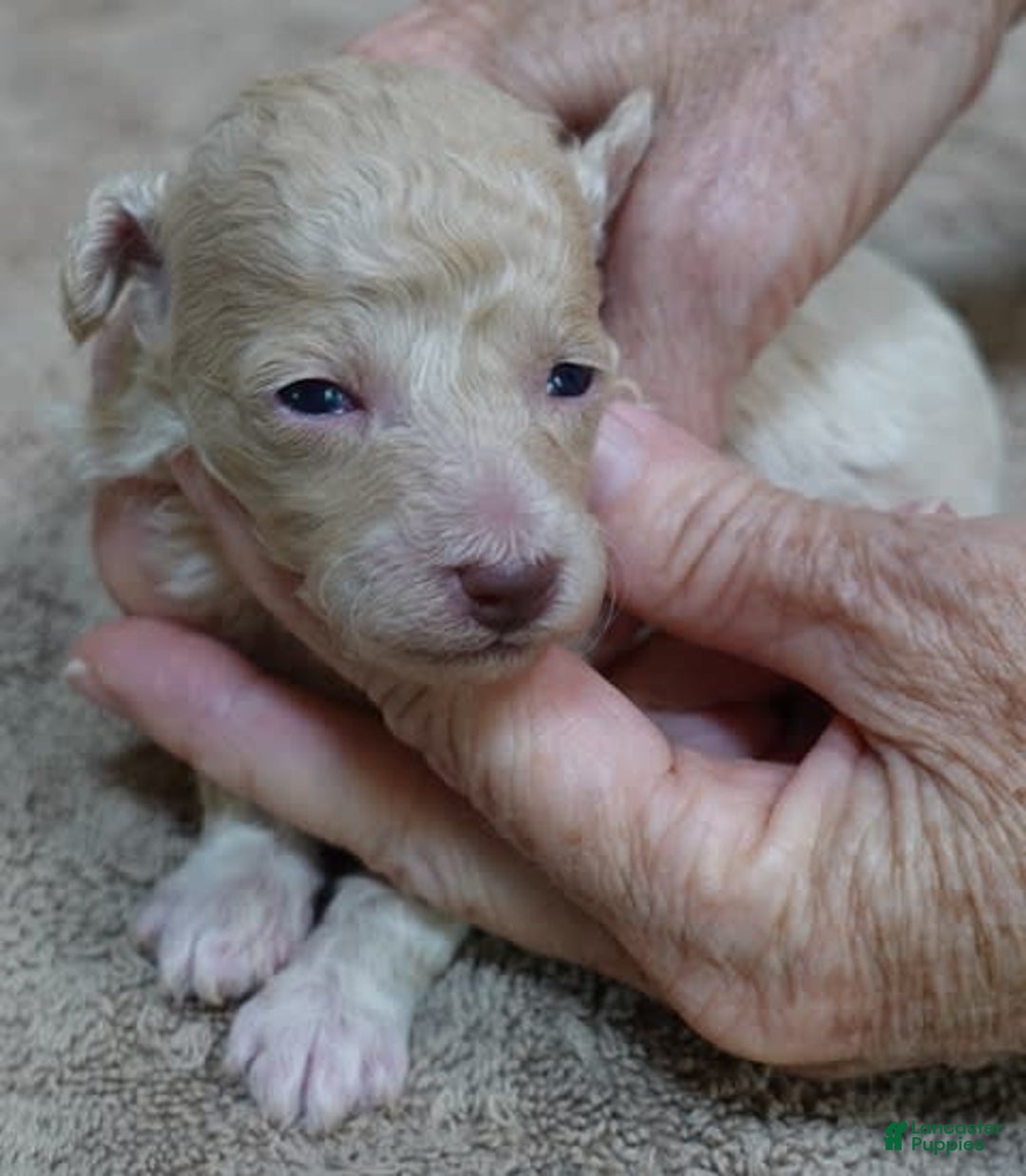 Toy Poodle dogs for sale: Nimmi Apricot - Image 4