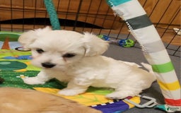 Cavachon dogs for sale: Destin - Image 15
