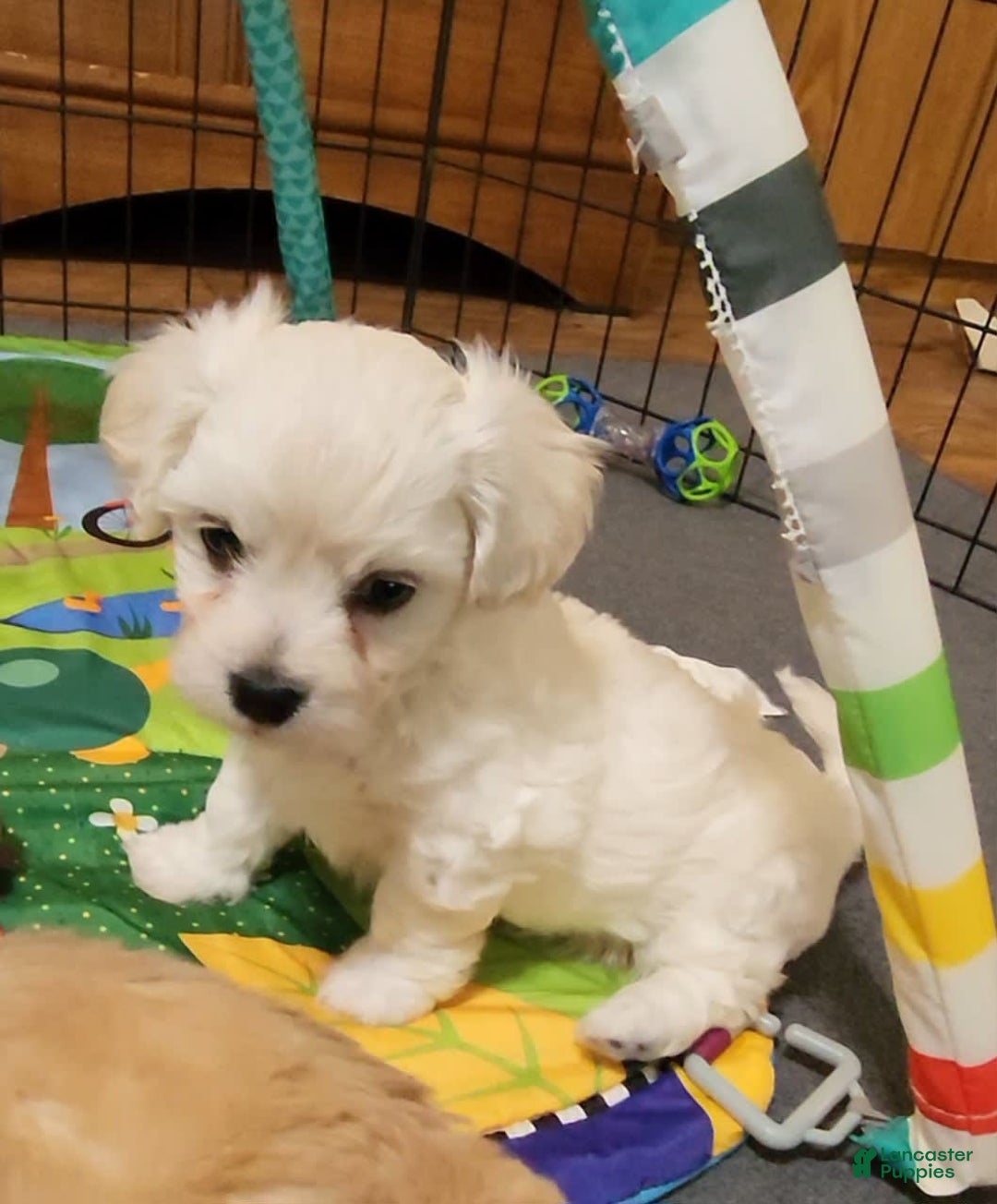 Cavachon dogs for sale: Destin - Image 15