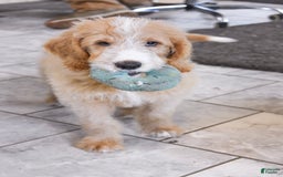Goldendoodle dogs for sale: Archie - Image 1